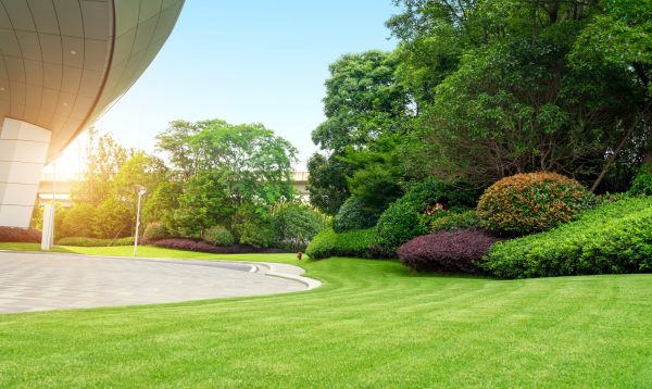 Commercial Shrub Trimming in Parker