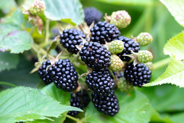Blackberry Bush Removal in Parker