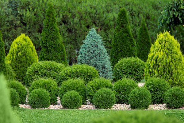Cost of Bush Shaping Service in Parker