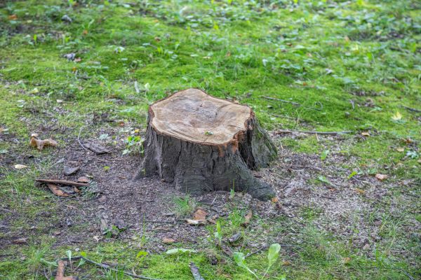 Bush Stump Removal in Parker