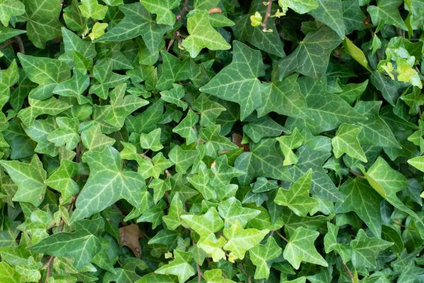 Cost of English Ivy Removal in Parker