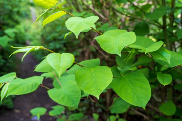 Cost of Invasive Plant Removal in Parker