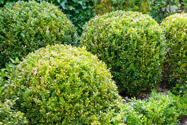 Cost of Landscape Trimming Service in Parker
