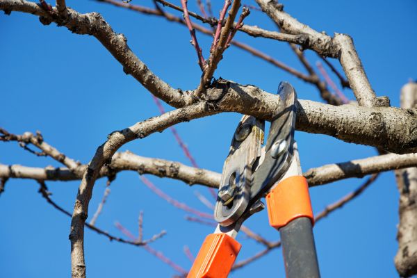 Cost of Pruning Service in Parker