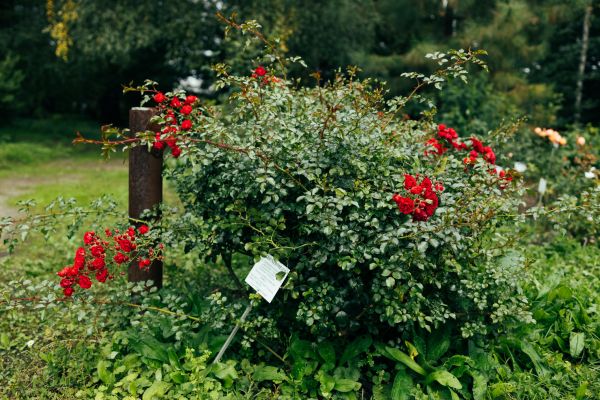 Cost of Rose Bush Removal in Parker