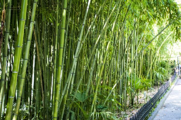 Cost of Bamboo Root Removal in Parker