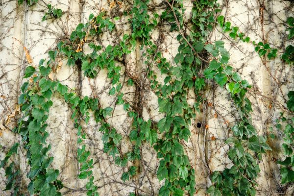 Cost of Vine Removal Service in Parker