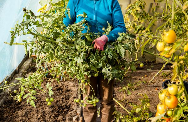 Cost of Garden Plant Removal in Parker