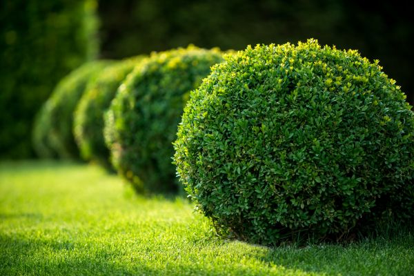 Cost of Bush Pruning in Parker