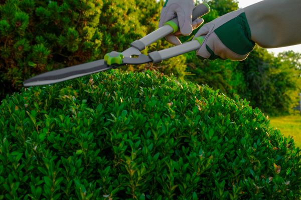 Cost of Topiary Shearing in Parker