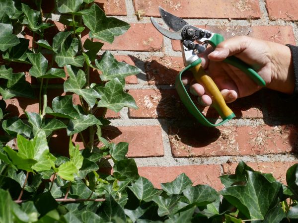 Cost of Ivy Removal Service in Parker