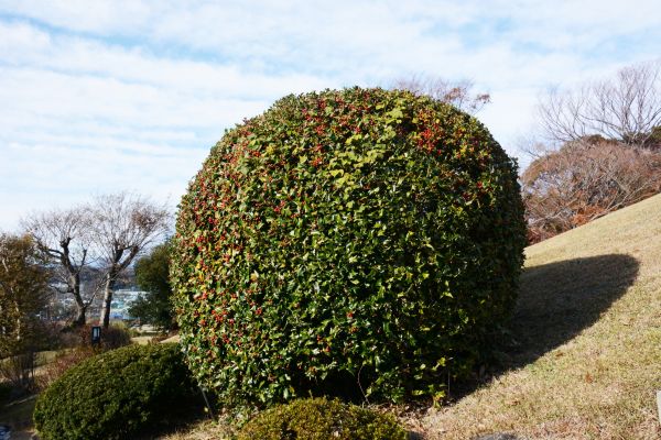 Cost of Holly Trimming in Parker