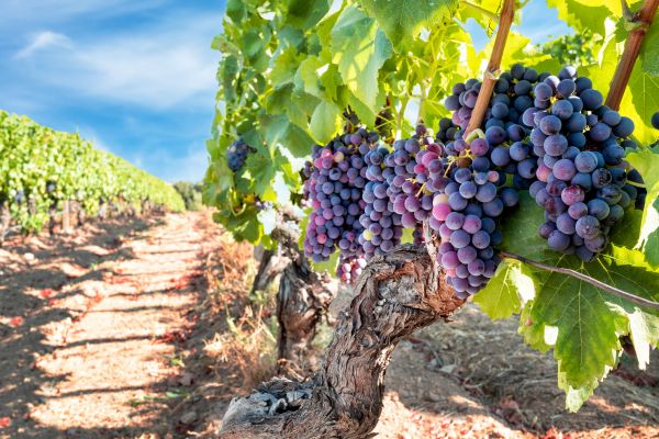Cost of Grapevine Pruning in Parker