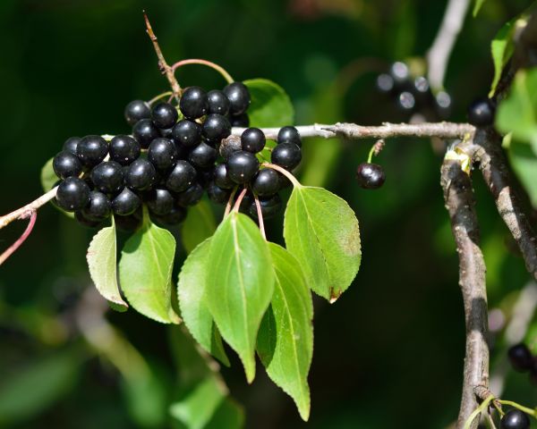 Cost of Buckthorn Removal in Parker