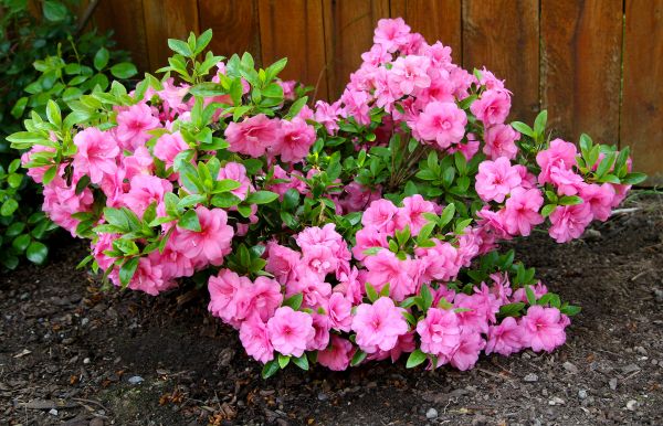 Cost of Azaleas Removal in Parker