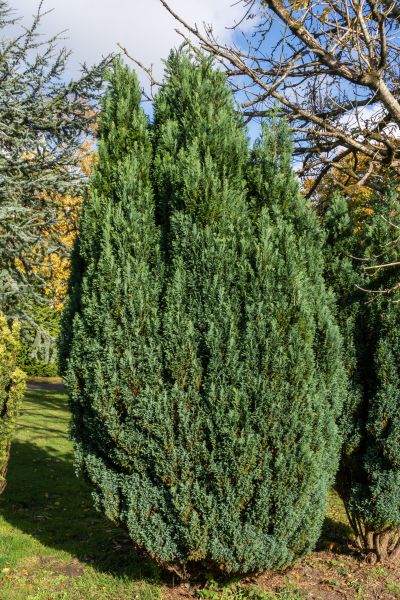 Cost of Juniper Trimming in Parker
