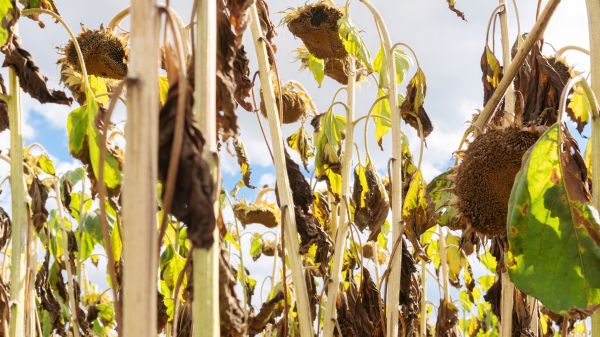 Cost of Dead Plant Removal in Parker