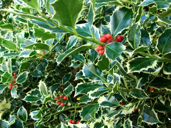 Cost of Holly Bushes Trimming in Parker