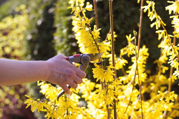Forsythia Pruning in Parker
