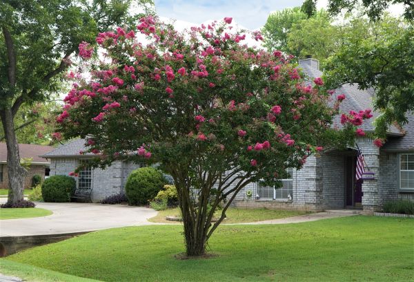 Crepe Myrtle Trimming in Parker