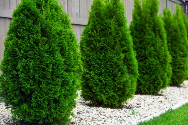 Cost of Arborvitae Removal in Parker