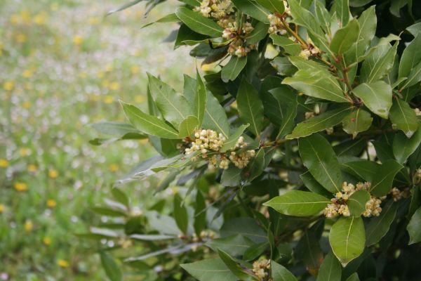 Cost of Laurel Trimming in Parker