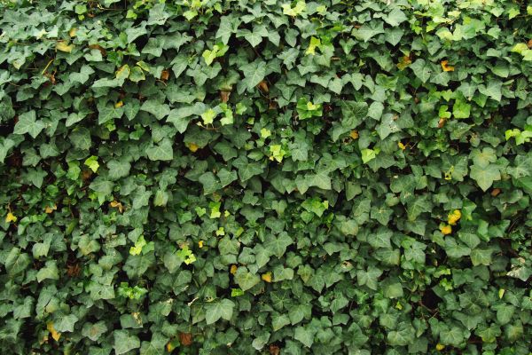 Cost of Ivy Pruning service in Parker
