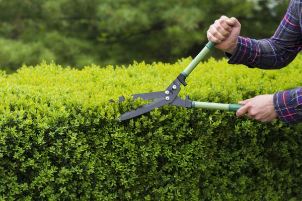Cost of Evergreen Shrub Pruning in Parker