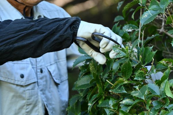 Holly Pruning in Parker