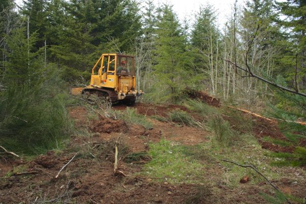 Cost of Shrubbery Clearing in Parker