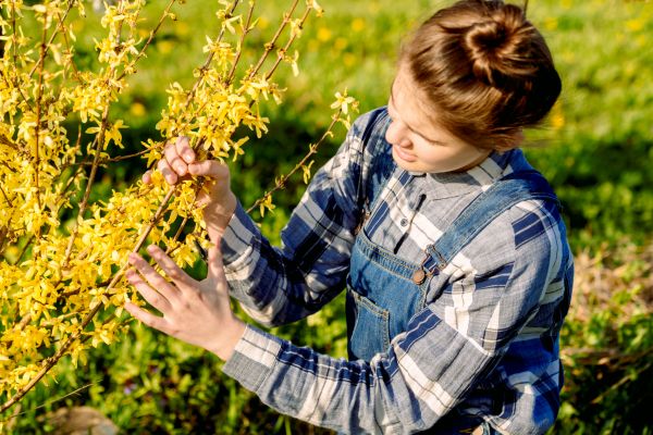 Cost of Forsythia Trimming in Parker