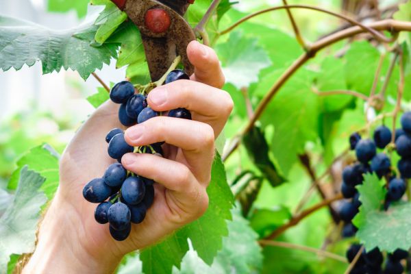 Cost of Vineyard Pruning in Parker