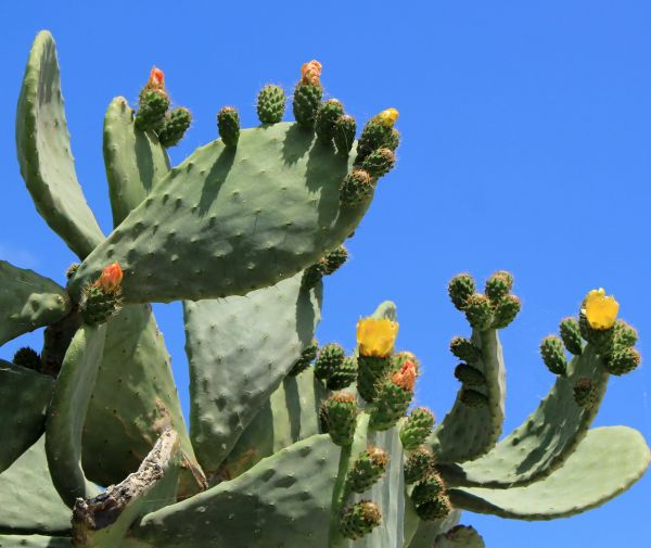 Cost of Cactus Removal in Parker