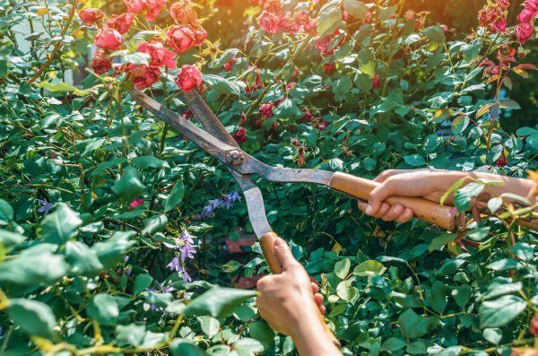 Knockout Roses Pruning in Parker