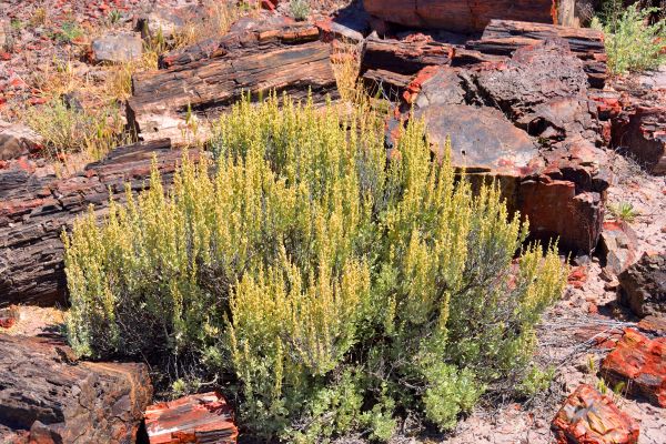 Cost of Sagebrush Removal in Parker