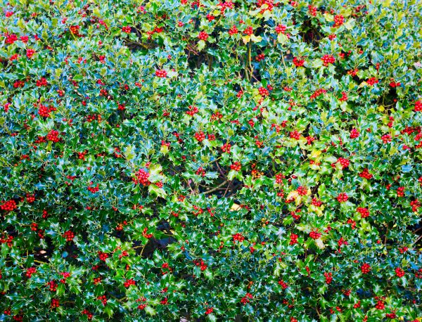 Cost of Holly Bush Removal in Parker