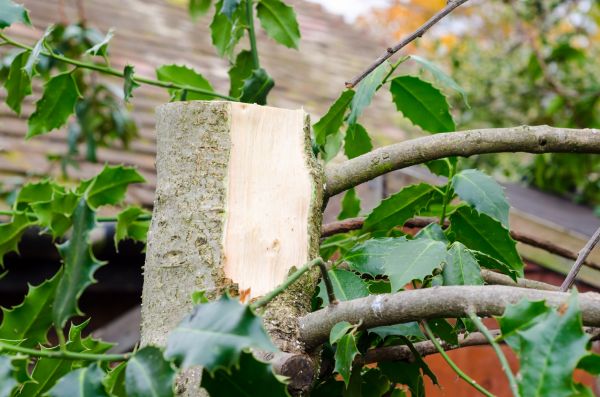 Cost of Holly Tree Removal in Parker