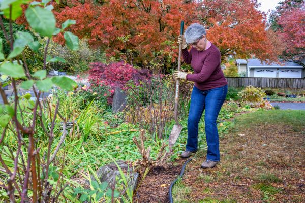 Cost of Dead Bush Removal in Parker