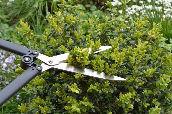 Cost of Boxwood Trimming in Parker