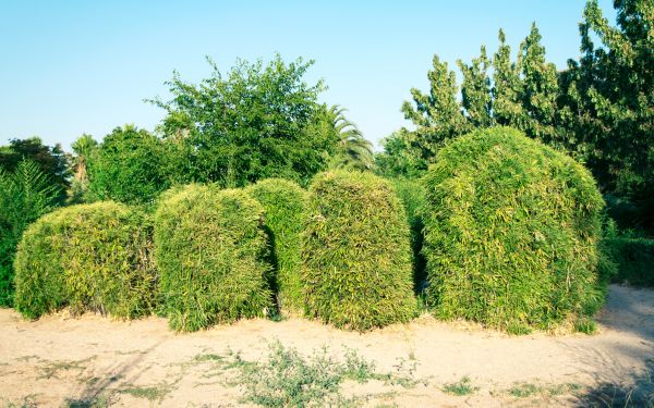 Cost of Bamboo Hedge Removal in Parker