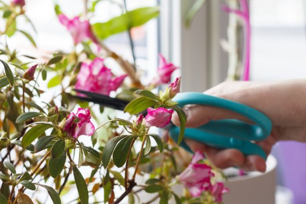 Azalea Pruning in Parker