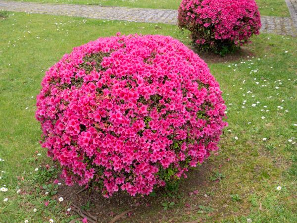 Cost of Rhododendron Pruning in Parker