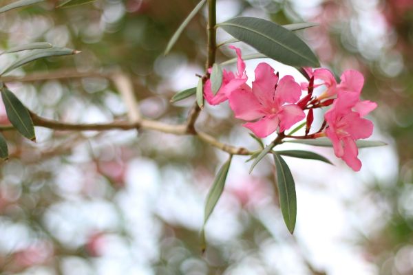 Cost of Oleander Removal in Parker