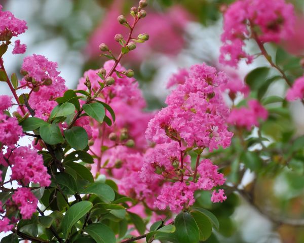 Cost of Crepe Myrtle Removal in Parker