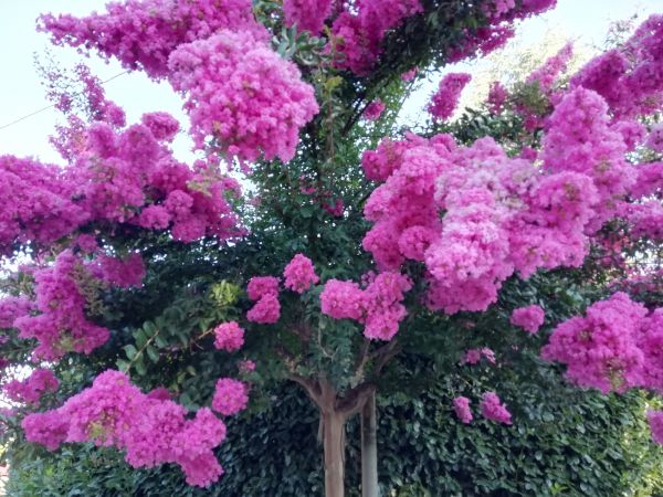 Cost of Crape Myrtle Pruning in Parker