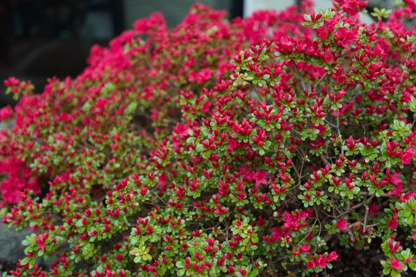Cost of Weigela Removal Service in Parker