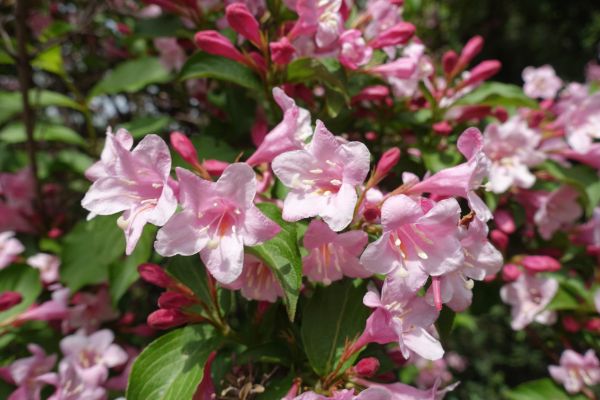 Cost of Weigela Pruning Service in Parker