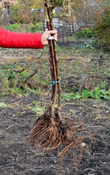 Cost of Shrub Root Removal in Parker