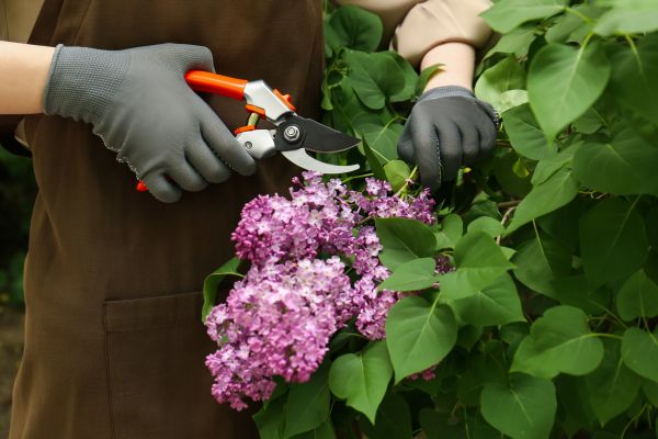Cost of Lilac Pruning Service in Parker