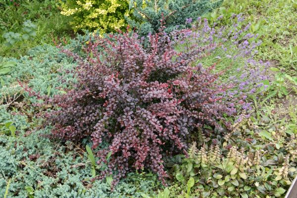 Cost of Japanese Barberry Removal in Parker
